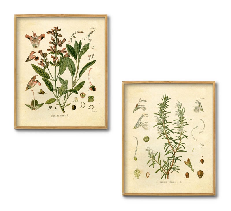 Ink Inc. Vintage Botanical Prints | Kitchen Herb Wall Art Thyme, Mint, Rosemary, Parsley, Sage, Fennel | Set of 6 8"x10" Unframed - Image 2